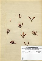 藏品(角叉菜)的圖片